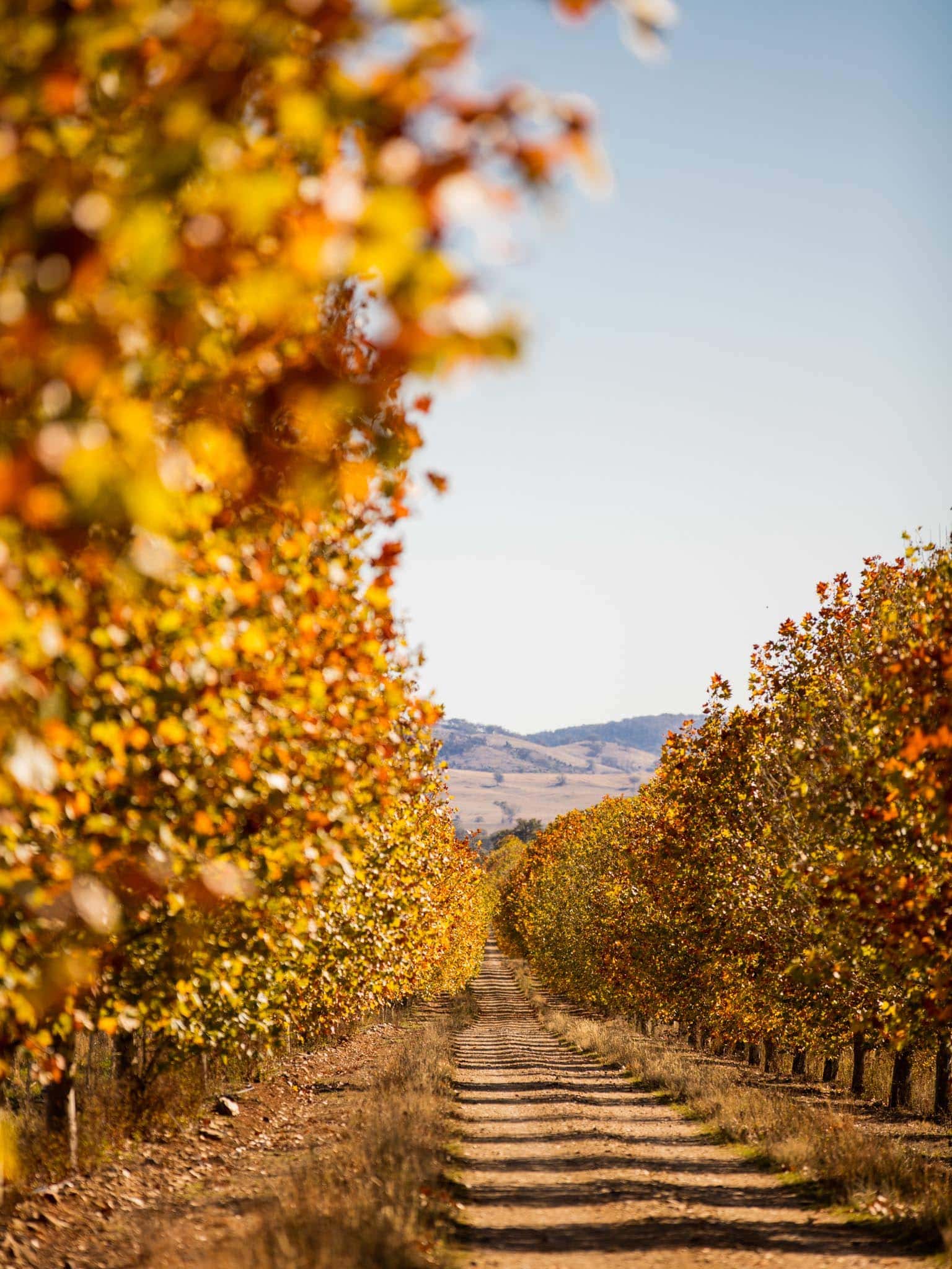 Beautiful Mudgee in NSW