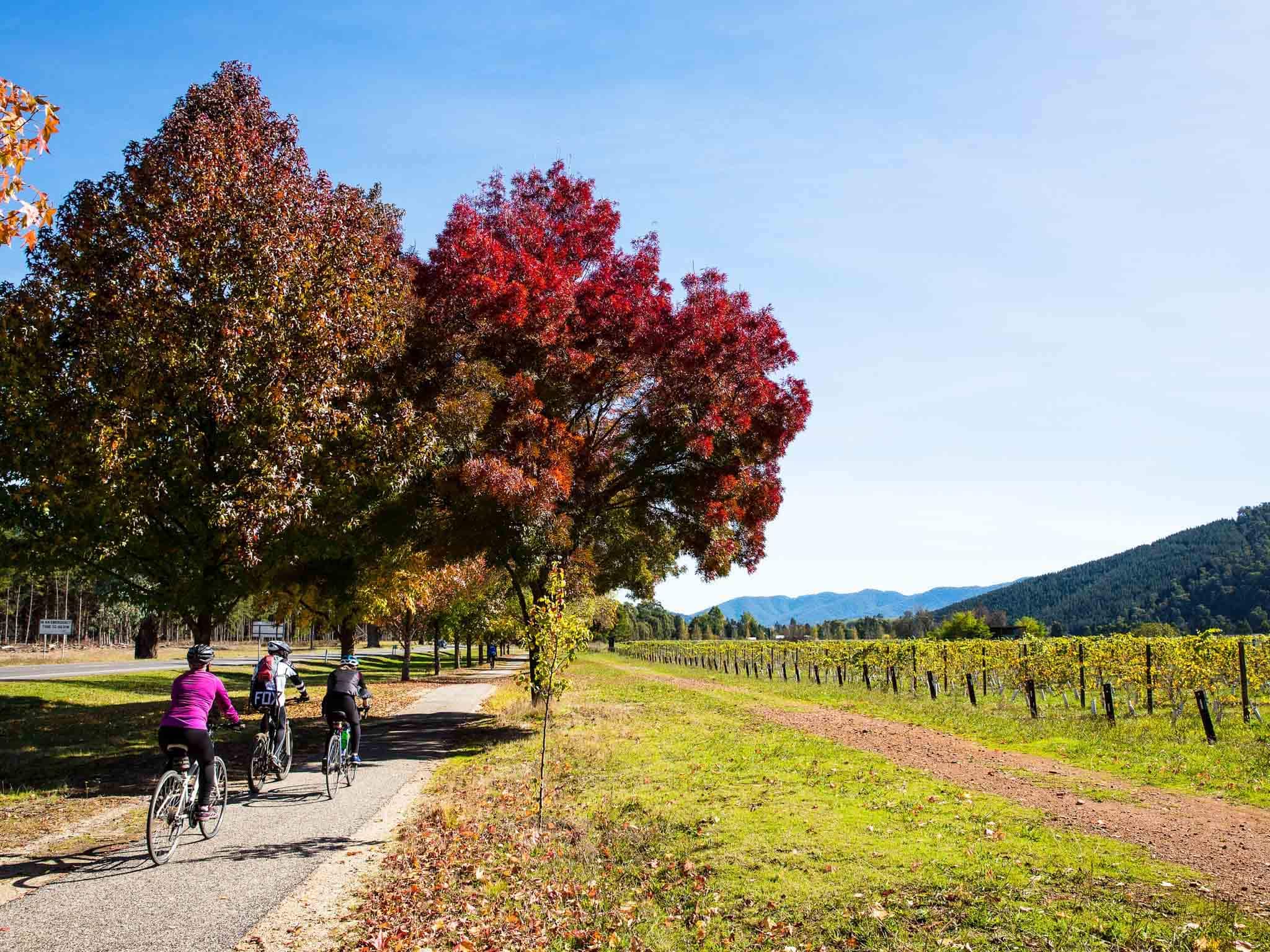 Autumn colours on the Murray to Mountains Rail Trail
