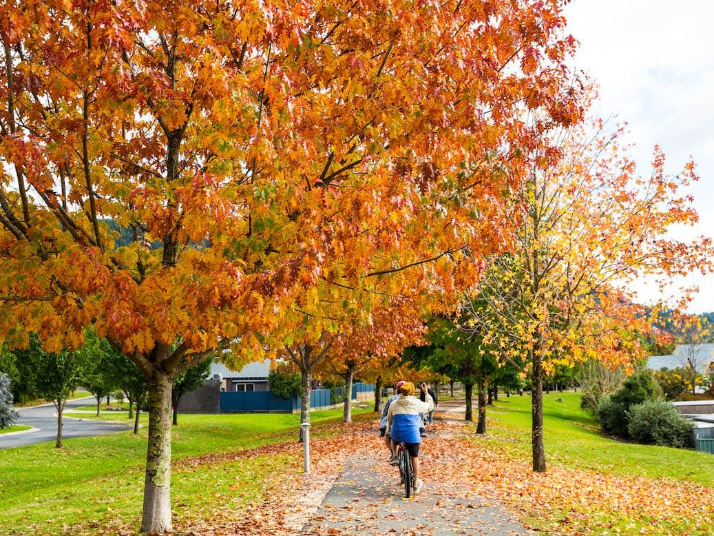 Autumn leaves in Bright