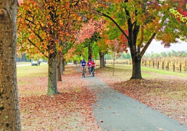 cycling the murray to mountains in autumn with tour de vines